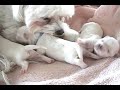 Cute Puppies- Week 1 -Sleeping, Nursing, Sleeping, Nursing!