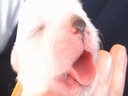 Cute Puppies- Week 1 -Sleeping, Nursing, Sleeping, Nursing!