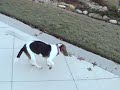 Misty running around