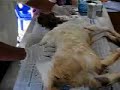 Click here to watch this video Part 1: Mengenali organ ternakan kambing