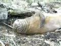Pete & Patricia Traveling - NZ - Giant Sleeping Sealion