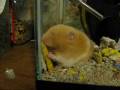 videos de midslumber.wmv
