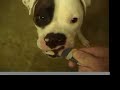 Patches the White Boxer