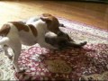 CATS REACT TO NEW PUPPY CATS REACT TO NEW PUPPY