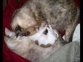title="CATS