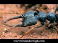 Ants of Madagascar