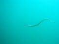 Sea Snake shedding Skin near Churna, Karachi