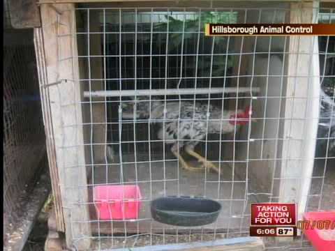 Wimauma man, teen arrested for animal fighting