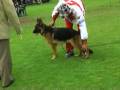 videos de COAPA 9 a 12 hembras