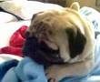 STITCH CARLINO - PUG 1