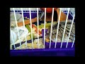 Jonas Eats