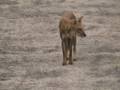 videos de Wild Dogs: Tadoba