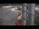 tigers tigers