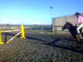 Horse for sale showjumper/ hunter noggus ellie jumping