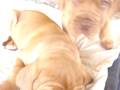 videos de Jolie Roncando