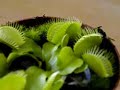 venus-fly-trap-eating-a-spider.html