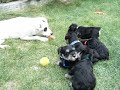 9-4-08 puppy video 11