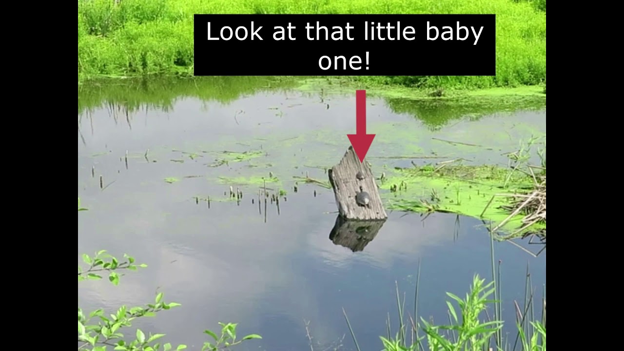 Urban Ecology   Talking Water Gardens