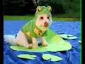 monster-mash-halloween-pets.html