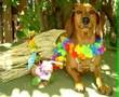 halloween, halloween pet costumes