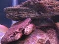 aquario plantado 