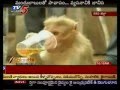Monkey Drinking Alcohol(TV5)