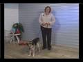 Dog Training Tips : Why Dogs Jump Up