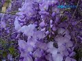 April visit to Giverny, gardens of Claude Monet