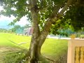kuala balah@timbang