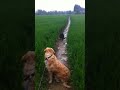 Click here to watch this video Wild Kangeroo/Wallaby sighting in Kent, UK