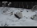 videos de Pablo's First Snow