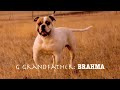 LK Bullies Video # 3 LK Bullies Video # 3