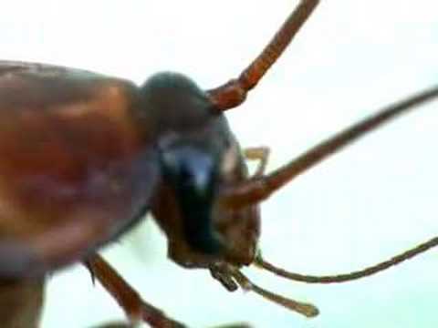 antennae - An American Cockroach doing some preening of its antennae.