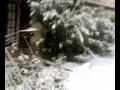 videos de Caravaggio neve Serenissima street