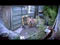 Fox vs. Bird | Foxes Live | Channel 4