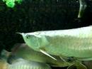 silver arowana