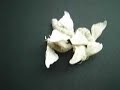 flapless male of the silkworm