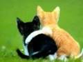 Cute Kittens! AWWWW