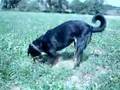Boyero de Berna video