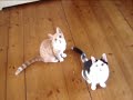 Kittens dancing