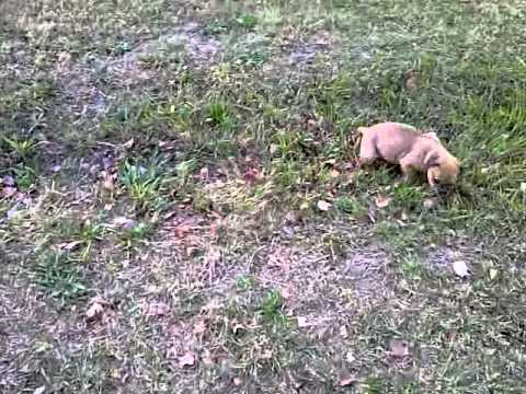 boerbull