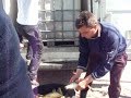Balta a fost populata cu 2500kg crap si 3800kg caras mare 900-1000g buc