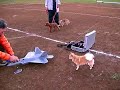 R/C F-22 and Three dogs