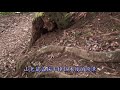 Click here to watch this video 石壁山嘉南雲峰-4 好望角.avi
