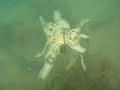 Dancing Crinoid Dancing Crinoid