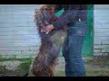 Perros de la protectora ASPACAN, Laredo - Cantabria -3�part.