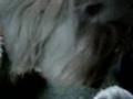 Caniche video