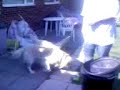 Shortscale.org dog orgy