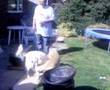 Shortscale.org dog orgy