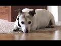 skittles the dog finds the meaning of life.  it's really a lot simpler than you might think.  big women are sexy after all, and skittles sure knows it.  music: 